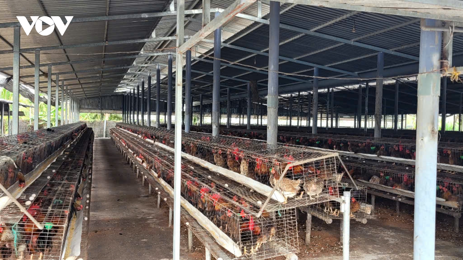 Đồng Tháp di dời các trại chăn nuôi gà "khủng" gây ô nhiễm sau khi VOV phản ánh