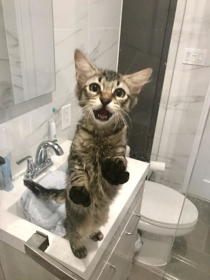 "Làm gì trong đấy mà lâu vậy?", chú mèo thảm thiết.