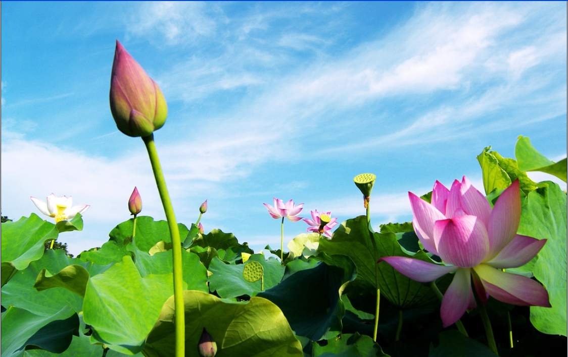 Hãy sống như những đóa hoa tỏa hương cho đời, không làm vẩn đục cuộc sống (Ảnh minh họa internet)