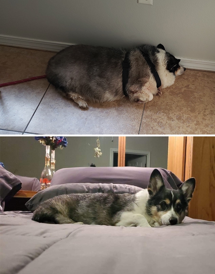 Coors - chú chó corgi thuần chủng đến với chủ nhân mới khi chủ cũ của cậu qua đời. Cậu bị nhiễm trùng da, động kinh vô căn, suốt ngày buồn bã. Còn bây giờ, chú đã khoẻ mạnh và vui tươi hơn trước rất nhiều.