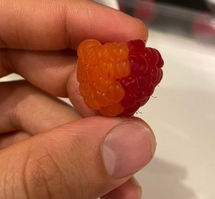 Quả raspberry này có một nửa là màu da cam, một nửa là màu đỏ.