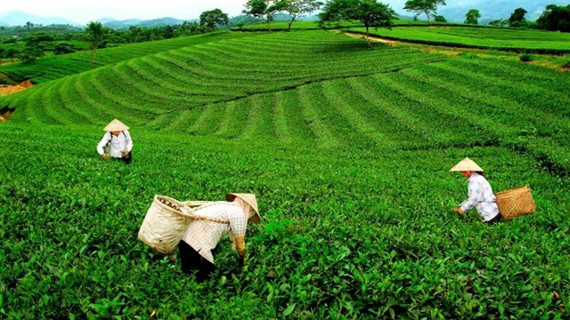 Ngành chè Thái nguyên tìm hướng đi bền vững trong “tình hình mới”. (Ảnh minh họa: KT)