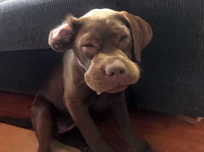 Nhìn chú thực sự đáng thương.