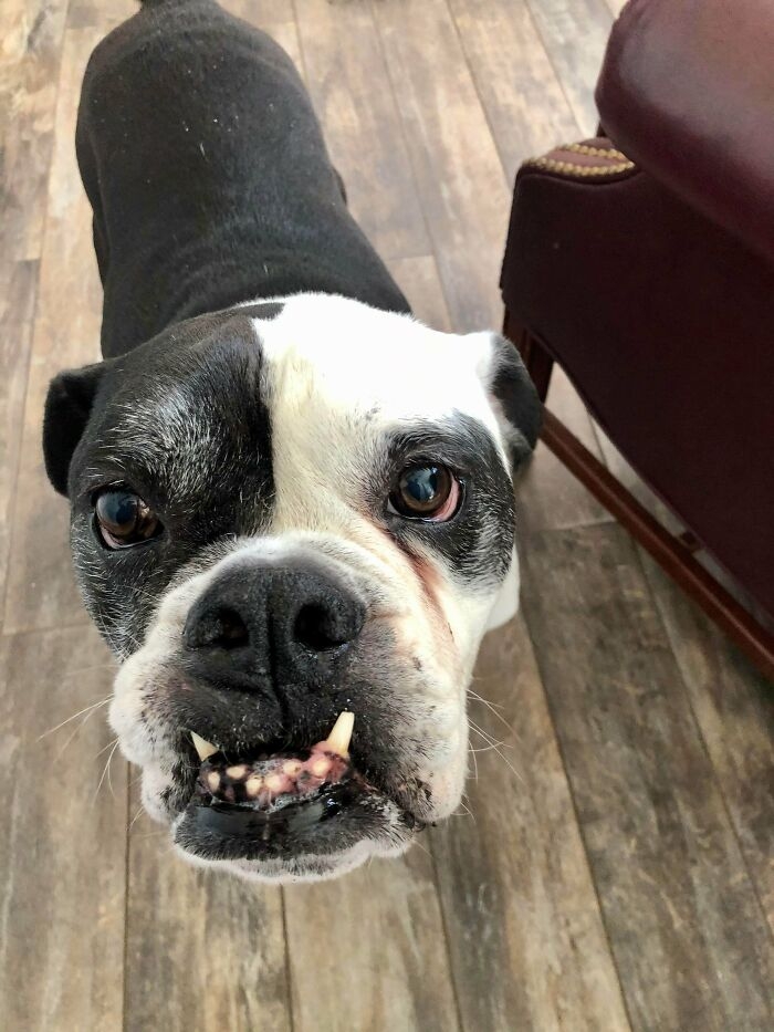Tôi đã nhận nuôi Brutus- chú chó 12 tuổi cách đây vài tháng. Brutus lười biếng, bướng bỉnh, cục cằn, cẩu thả trên giường, hay chảy nước dãi. Song trên tất cả, tôi vẫn yêu vô cùng Brutus./.