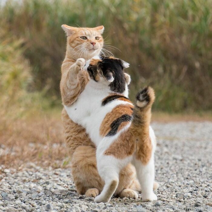 Chú mèo vàng với thái độ rất bề trên.
