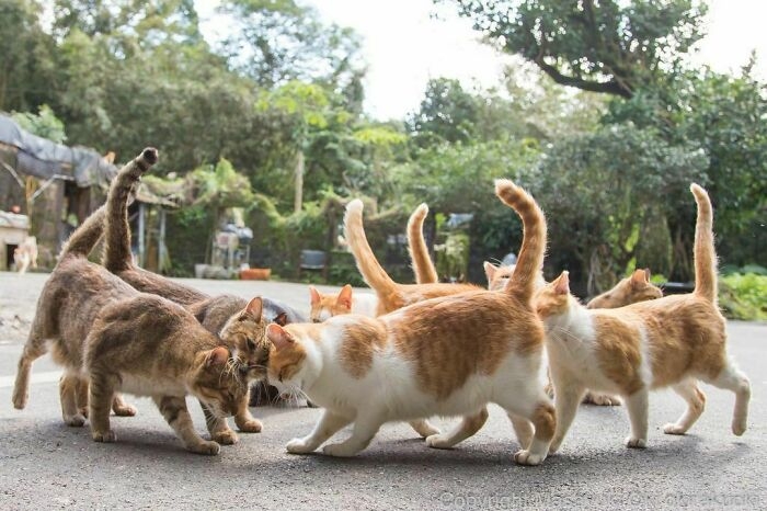 Khác màu lông nhưng đoàn kết lắm nhé.