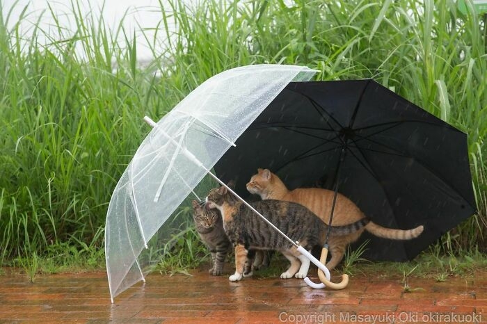 Hình ảnh ấm lòng giữa cơn mưa to.
