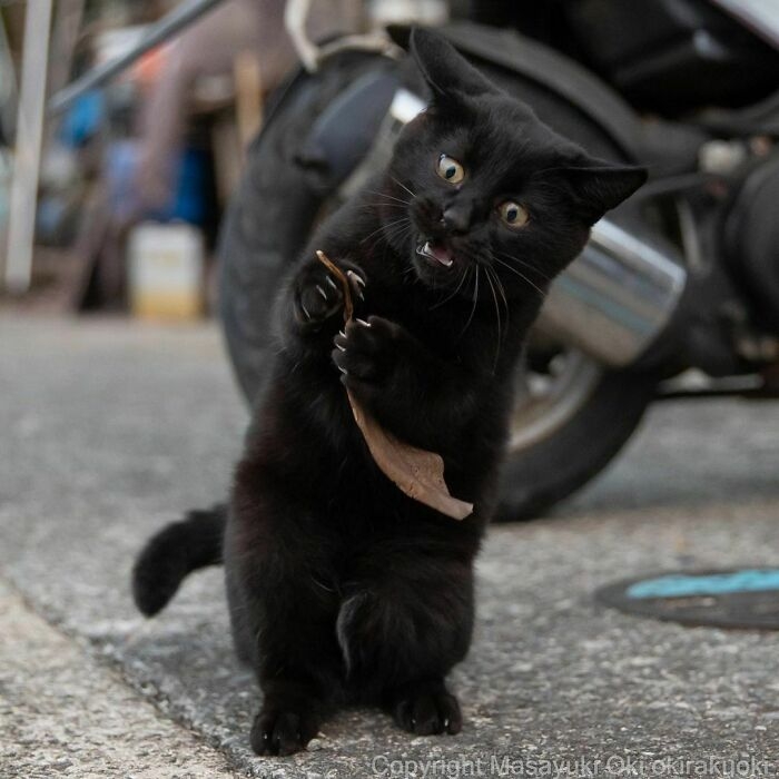 Nhặt lá, đá ống bơ.
