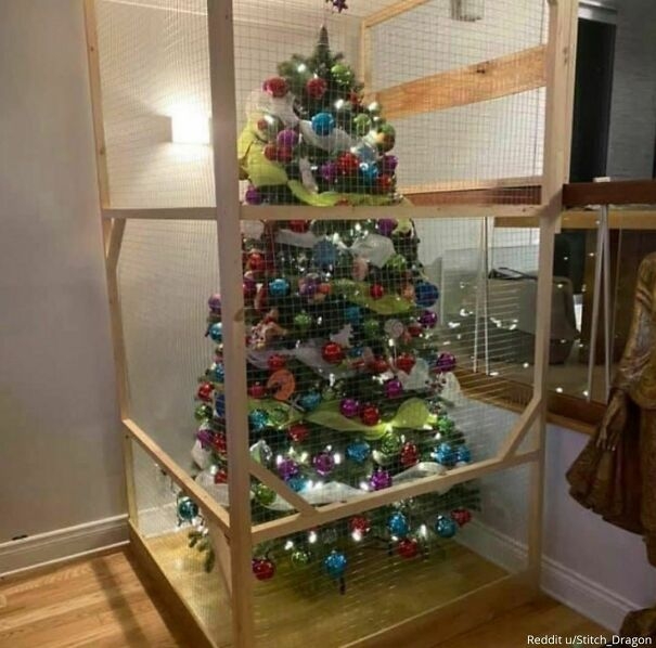 Bố tôi dựng hẳn hàng rào chắn để bảo vệ cây thông Noel khỏi lũ mèo.