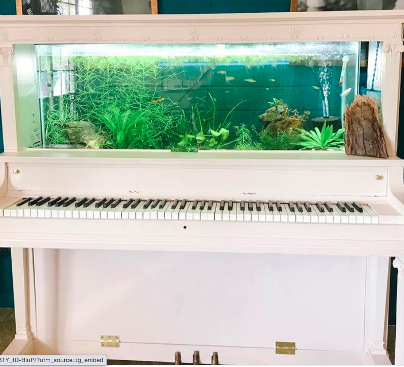 Cây đàn piano bỏ không được tận dụng làm bể cá.