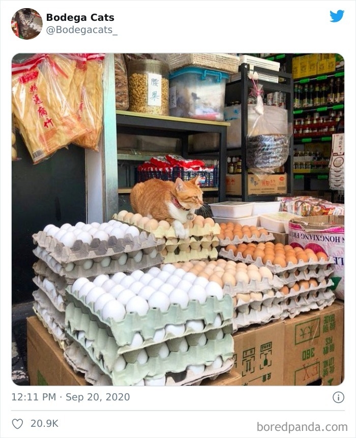 Nằm suốt mà không làm vỡ quả trứng nào.