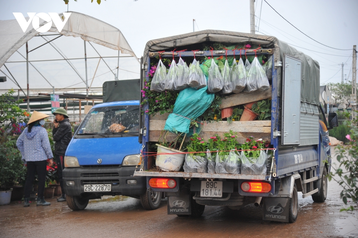 Những ngày này, lái buôn tất bật ra vào xã Xuân Quan để vận chuyển cây cảnh và hoa đi các nơi phục vụ thị trường Tết Nguyên đán.