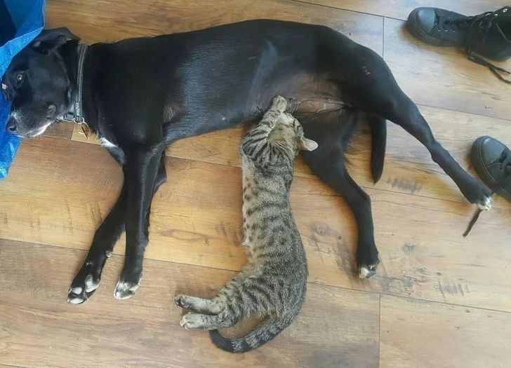 Chú chó này đã cho mèo con bú từ khi nó mất mẹ.