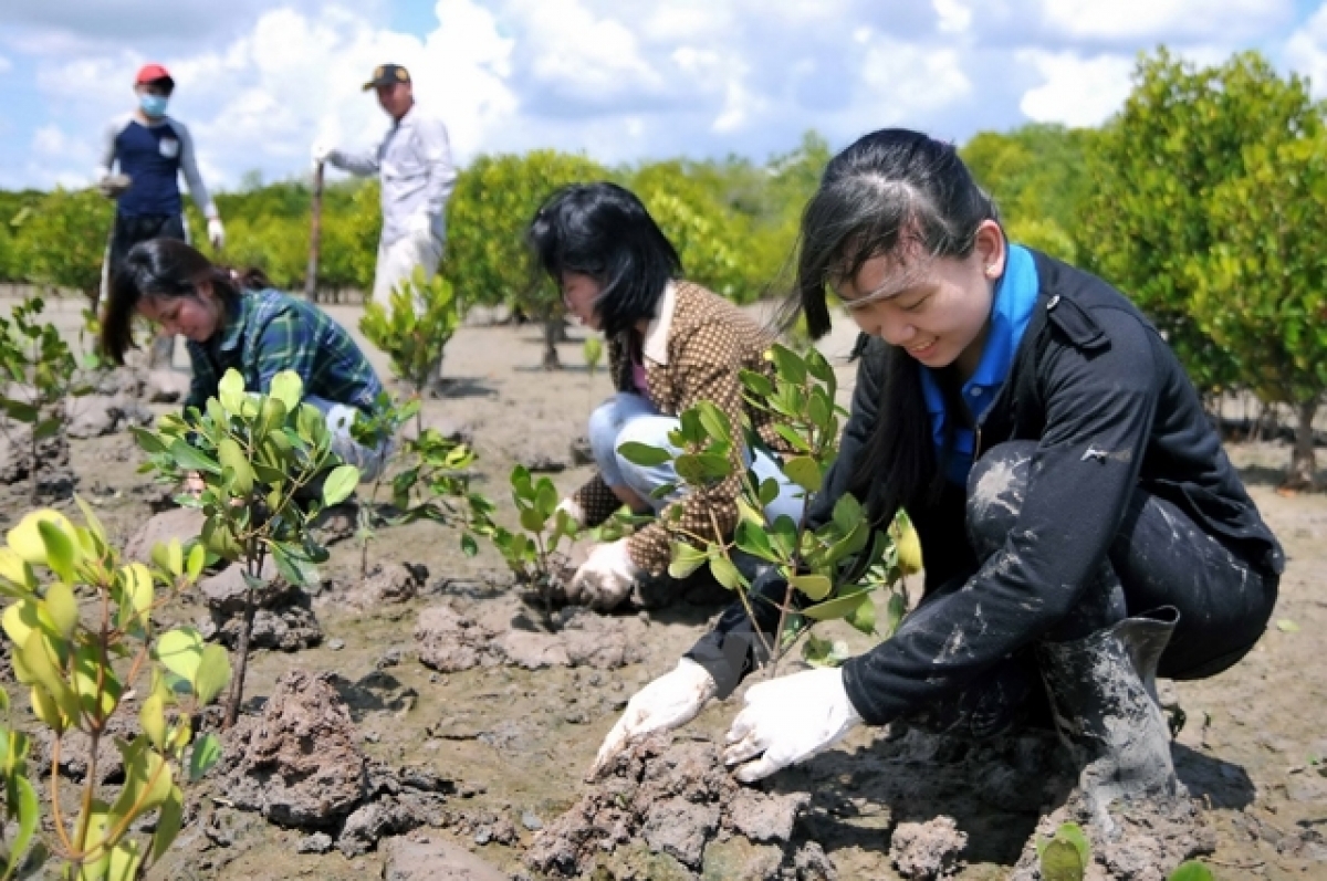 Trồng rừng phòng hộ Cần Giờ (TP Hồ Chí Minh). Ảnh: Nhandan.vn