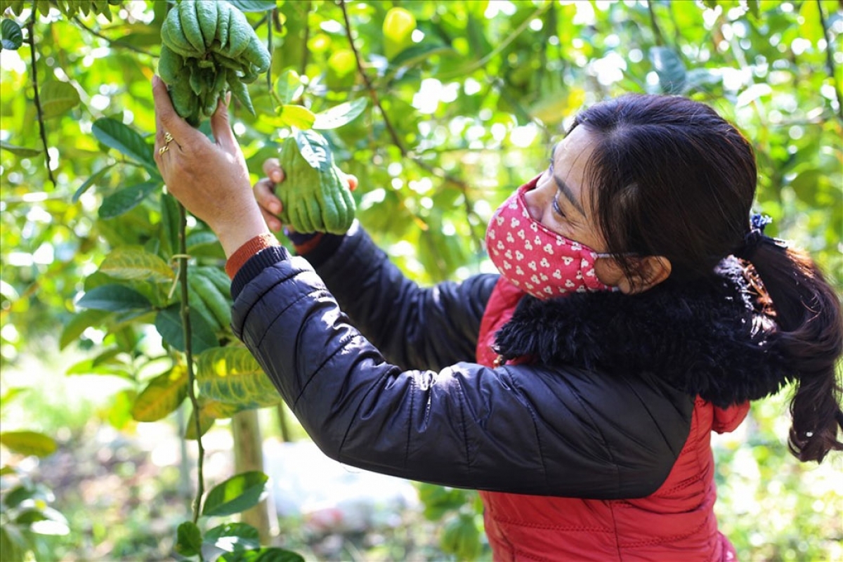 A gardener in Dac So commune of Hoai Duc district in Hanoi harvests fruit which will be put on sale at a local market.