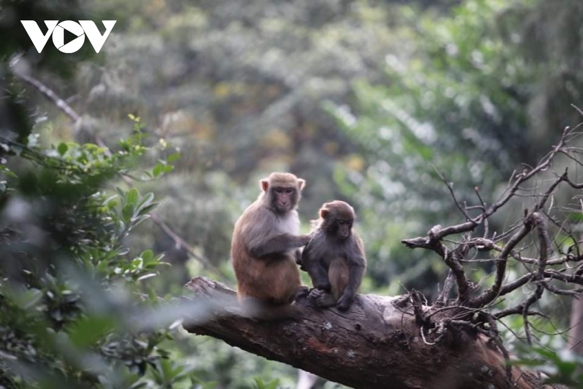 Khỉ vàng Macaca Mulatta trên đảo Rều (TP Cẩm Phả, Quảng Ninh).