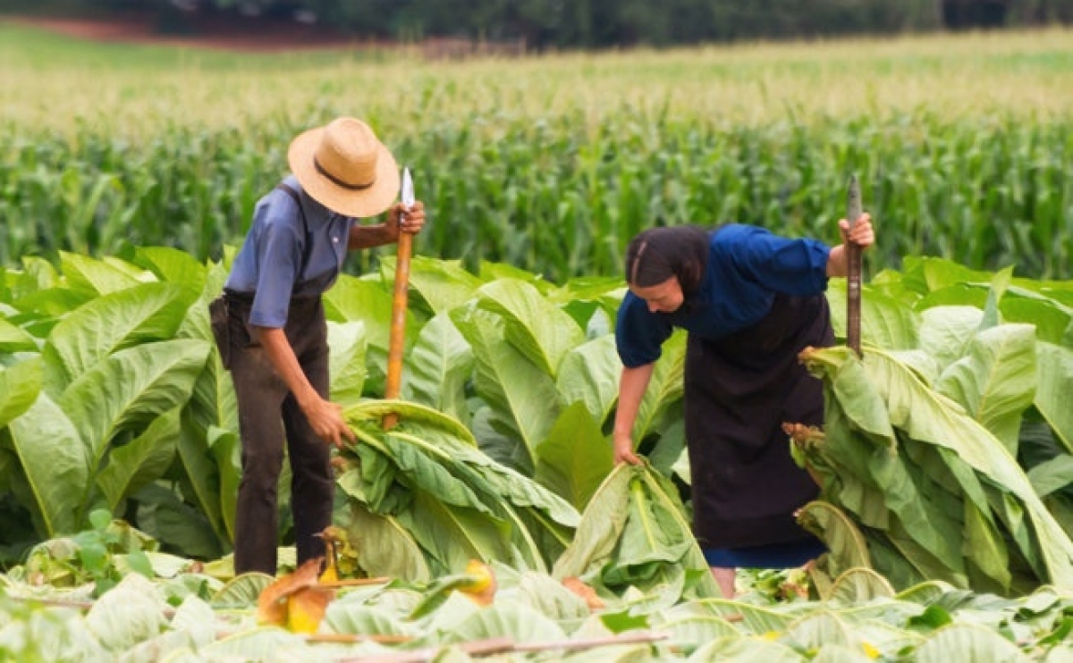 Nghề nông là công việc chủ yếu của người Amish. Ảnh: Usnews