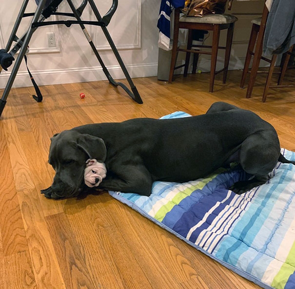 Chú chó giống Great Dane và chó Puppy bé bỏng là đôi bạn thân thiết.