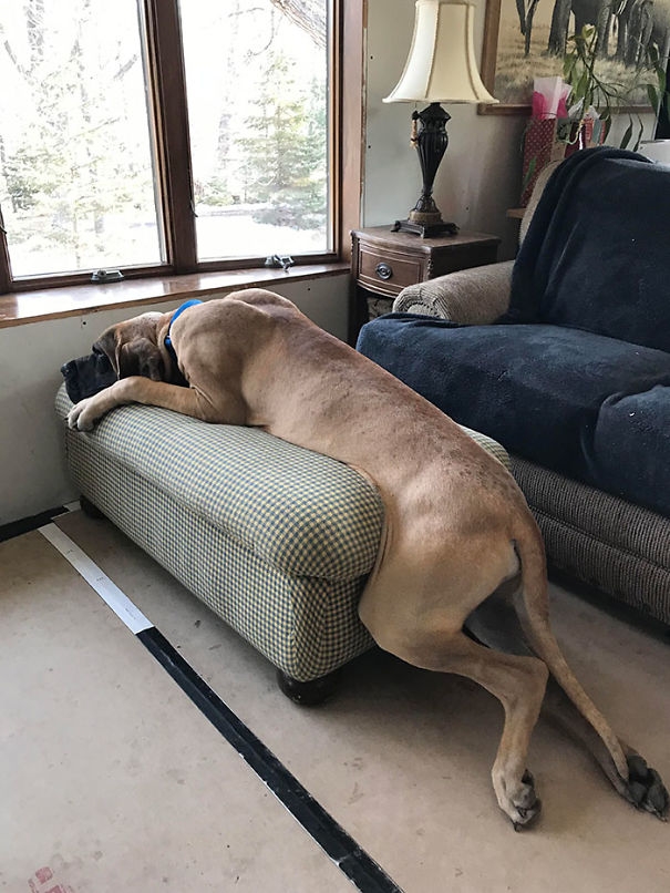 Chắc ông chủ phải đặt riêng một chiếc sofa thôi.../.