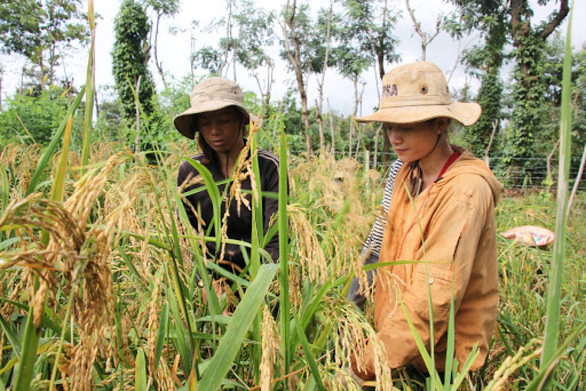 Lúa nương phải được trồng tách biệt lúa nếp với những loại lúa khác để giữ cho hương vị không bị lai tạp, giảm mất độ thơm ngon. (Ảnh minh họa: Báo Đăk Lăk)