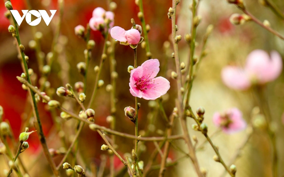 The blossoming of peach flowers means spring is coming.