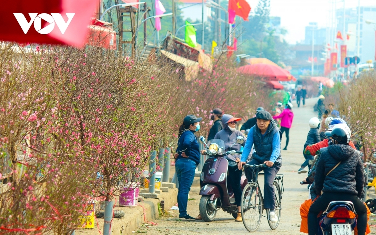 Coming to the market, visitors seem to get lost in a forest of peach flowers which are indispensable during the long Tet holiday for Vietnamese people, especially those living in the northern region.