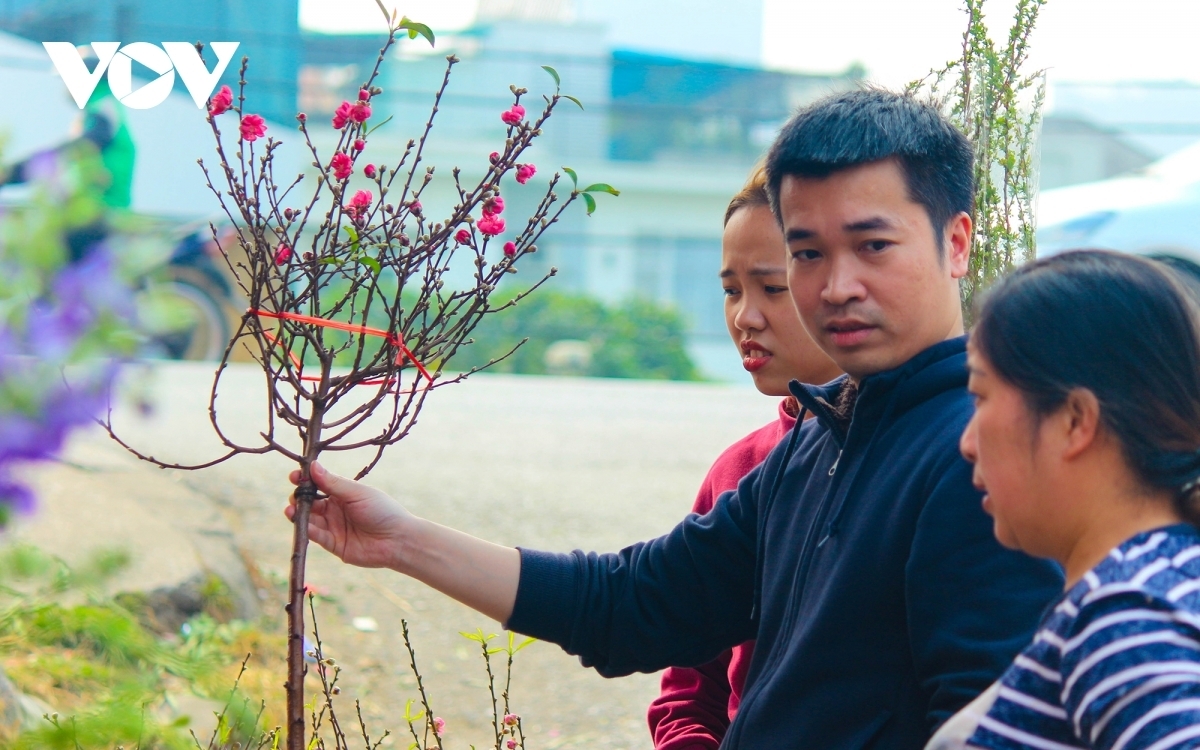 Tuan says without forest peaches, the average price of a domesticated peach branch has increased by 20-30% this year. A small branch (in the photo) costs around VND80,000.