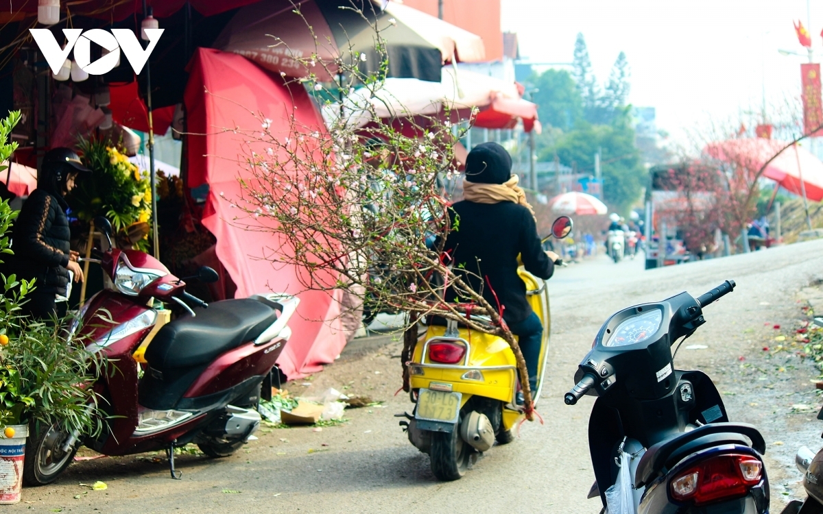 “I prefer a branch of forest peach to a domesticated one, because it has fewer flowers but the flowers are large which give a sense of serenity and comfort. This year I have to buy a domesticated one, though I am a bit sad and regretful,” confides Hung.