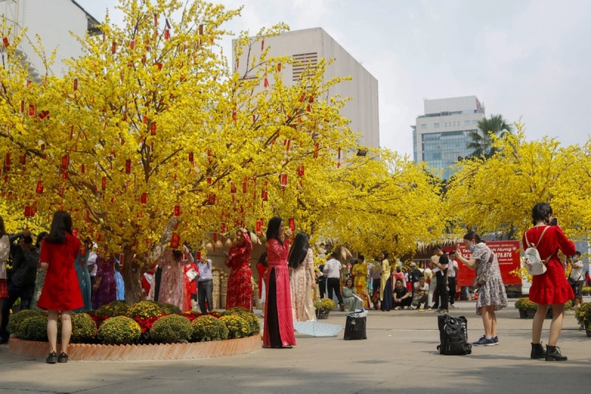 The area has been thoroughly decorated with yellow apricot flowers.