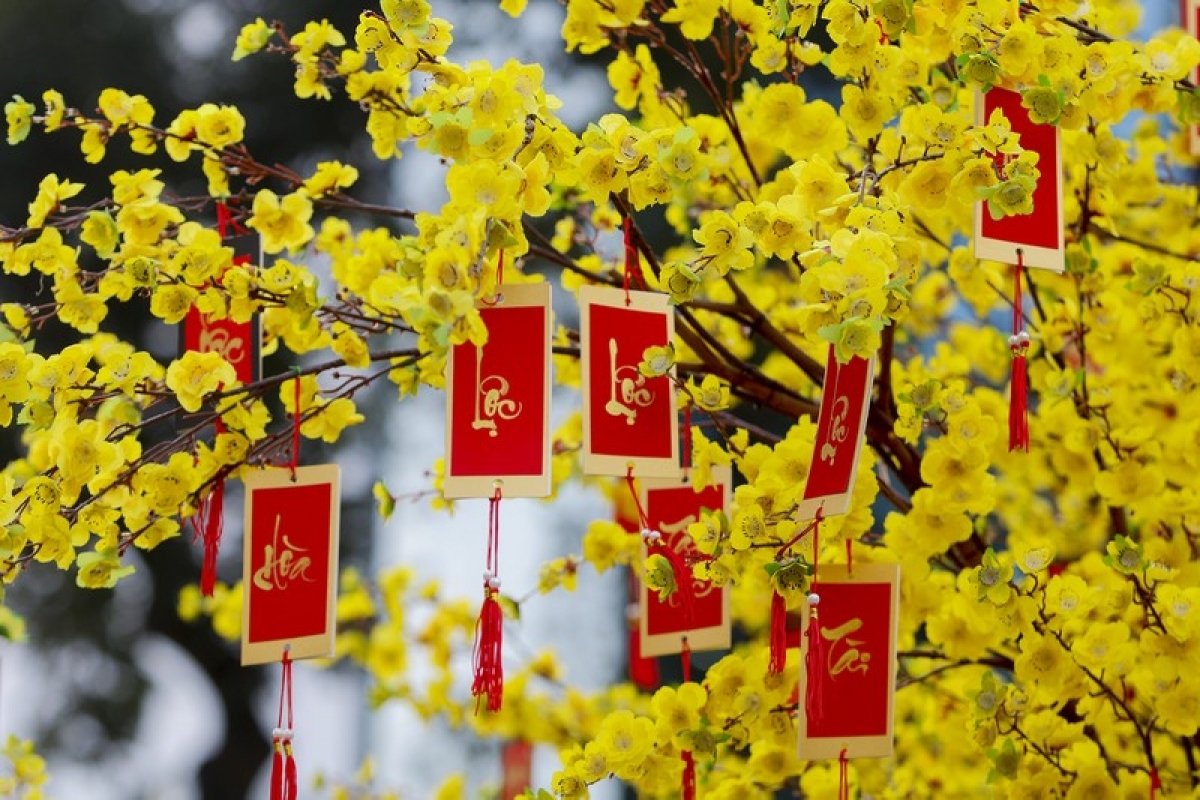 Calligraphic works featuring best wishes for the upcoming Tet period can be seen on display as they hang on apricot branches.