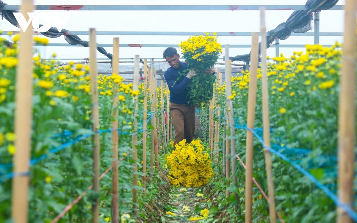 Tay Tuu flower village represents the northern region’s biggest source of fresh flowers.