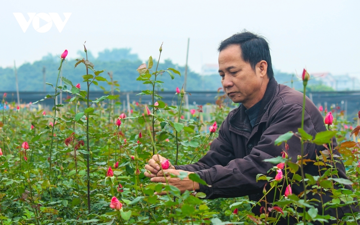 A gardener spends plenty of time tending to the roses.