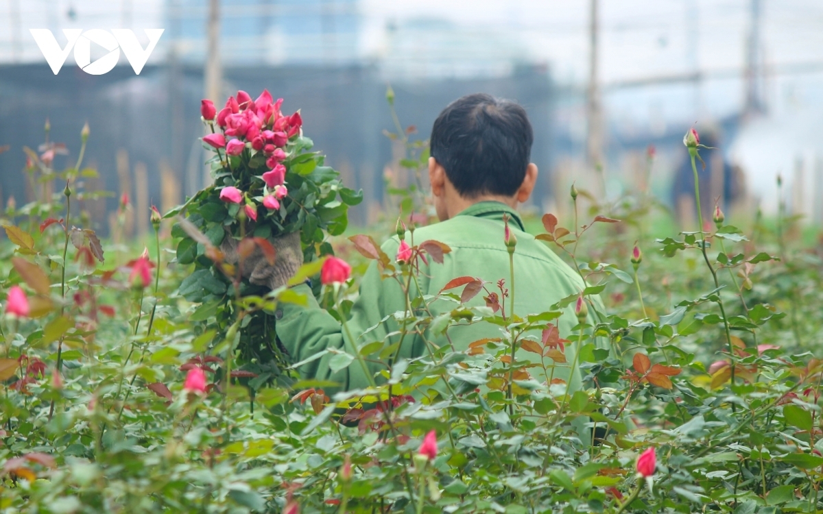 This type of rose can be harvested throughout the year.