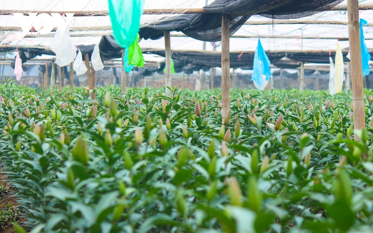 Lilies have become increasingly popular in recent years. Whilst cold conditions mark the best time to plant lilies, the care needed requires farmers to meticulously plan ahead so that the flowers bloom in time for Tet.