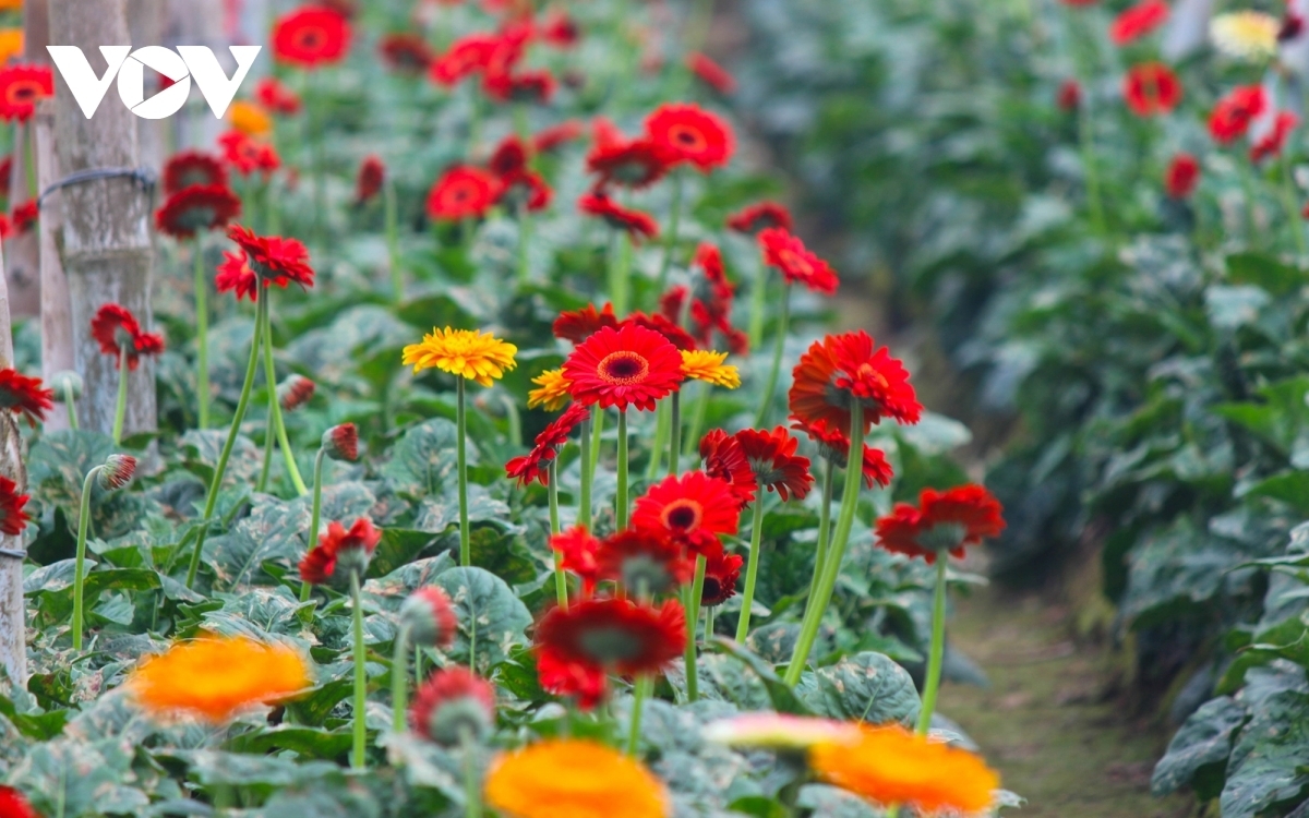 Many new flowers can be seen in Tay Tuu flower village.