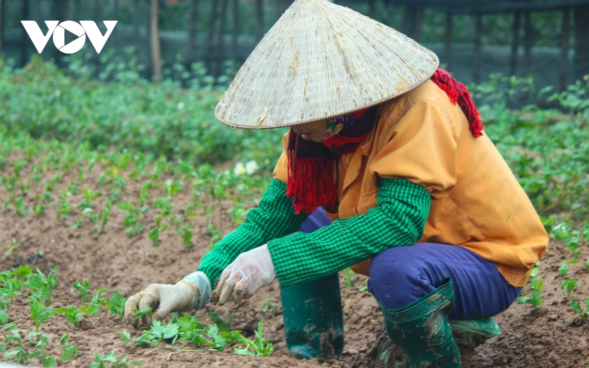 n addition to caring for flowers ahead of Tet, gardeners sow seeds for the post-Tet harvest season.