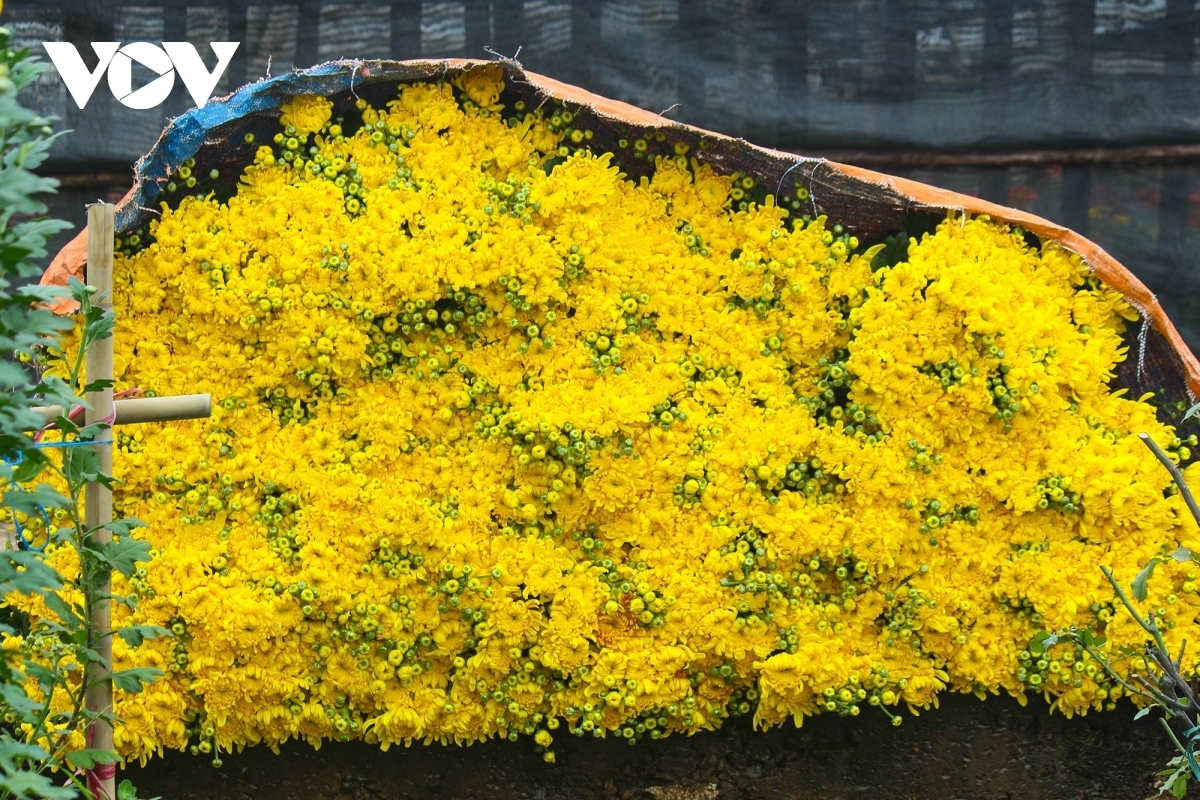 Daisy flowers can be seen in full bloom, meaning they’re ready to be collected to supply local markets.