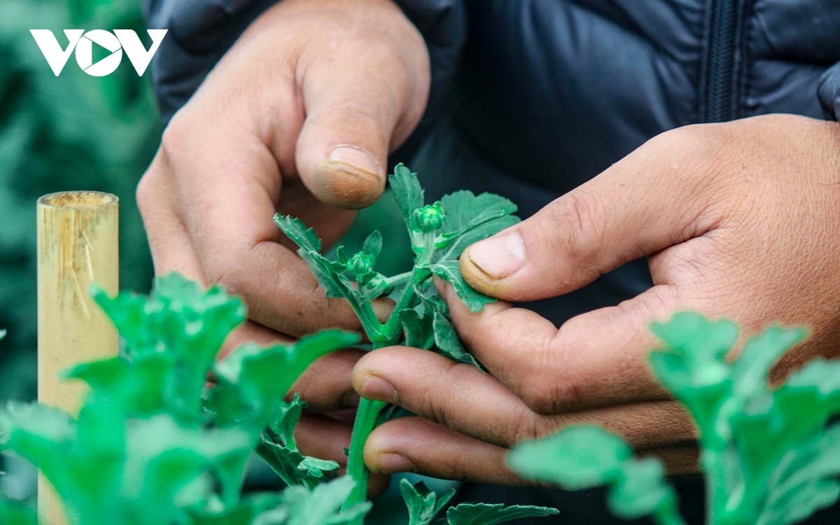 Taking care of flowers requires a meticulous eye for detail and great skill.