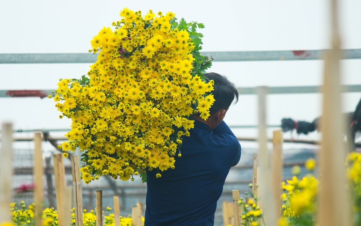 A gardener says this year’s flowers will not be exported to China due to the impact of the novel coronavirus (COVID-19) pandemic, with the flowers set to go on sale for residents of the country’s northern regions.