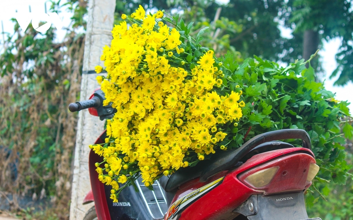 Gardeners rent motorbike drivers in order to take flowers to local markets for purchase.