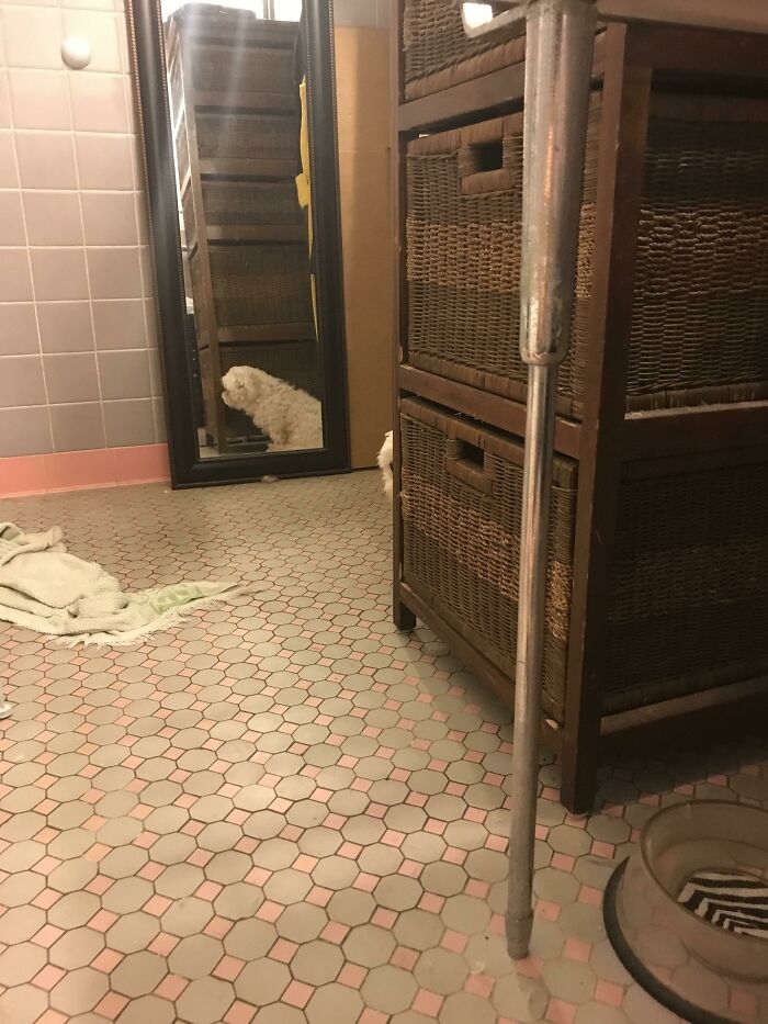 Chú chó cưng không hề biết là tôi đã nhìn thấy nó.