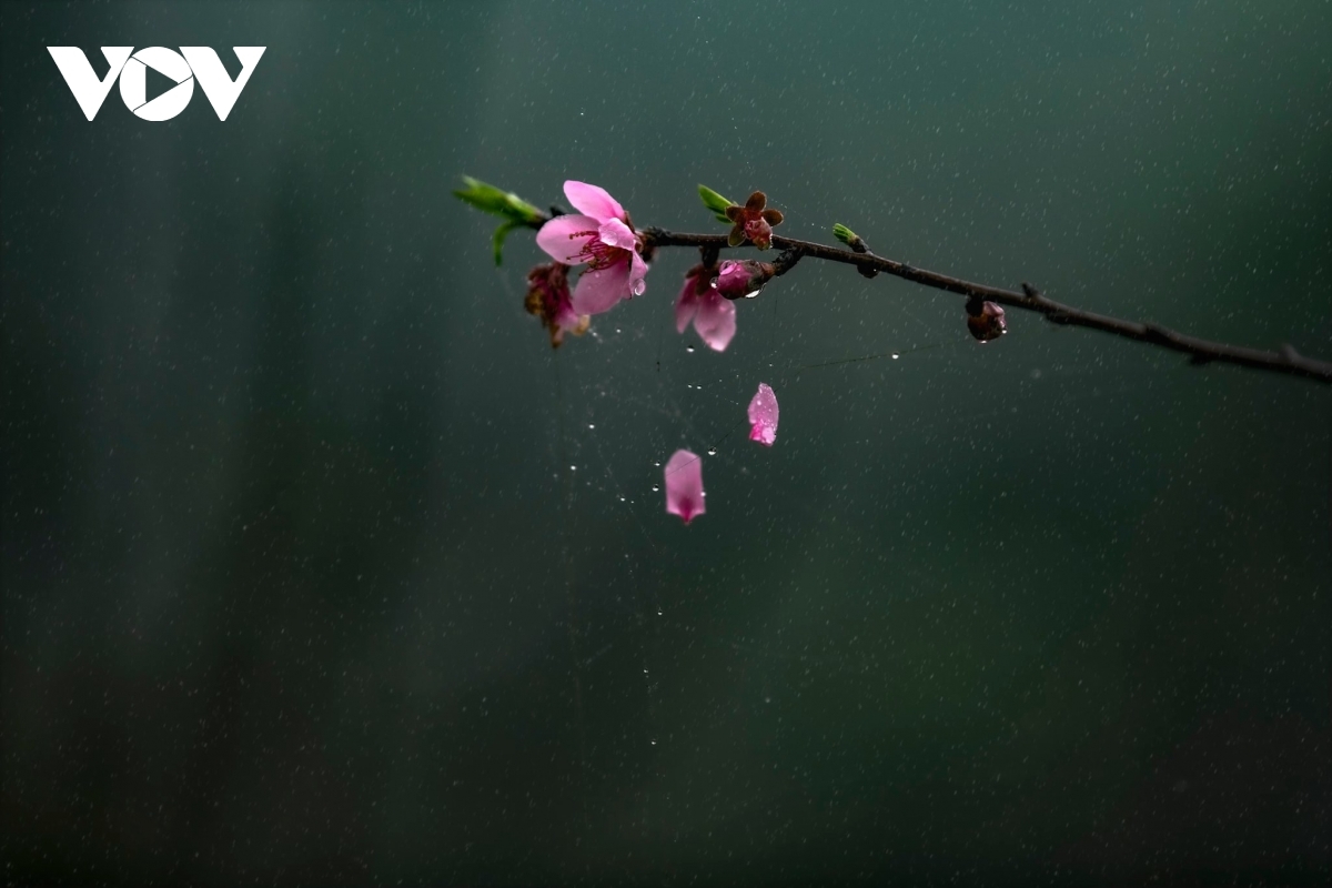 Peach blossoming raises fresh hope moving into a new lunar year.