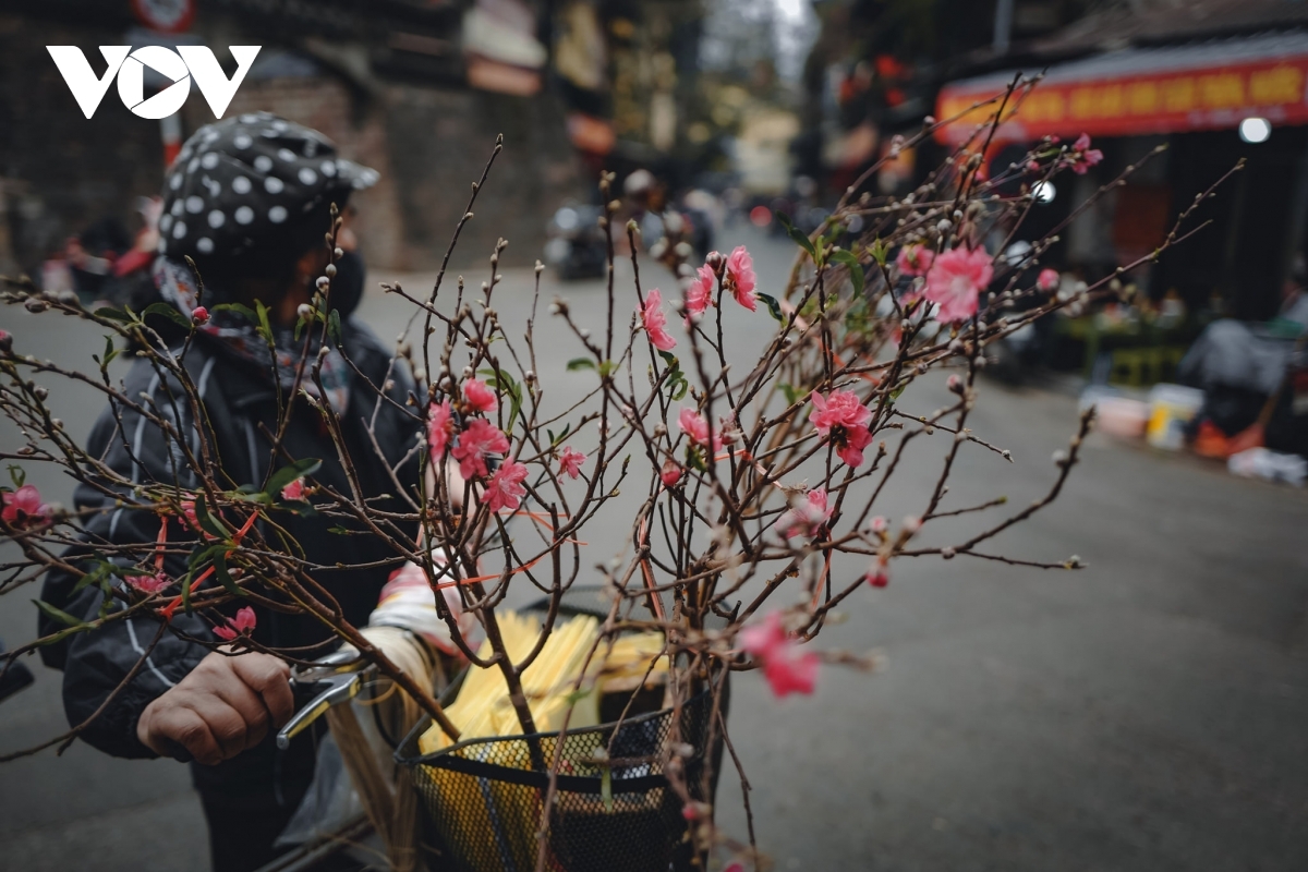 Tet drawing near signals the appearance of peach flowers in full bloom across the city.