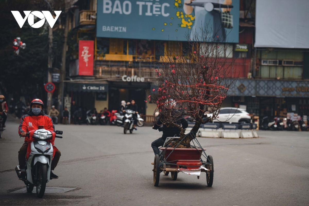 Vehicles carrying peach trees is a common sight these days.