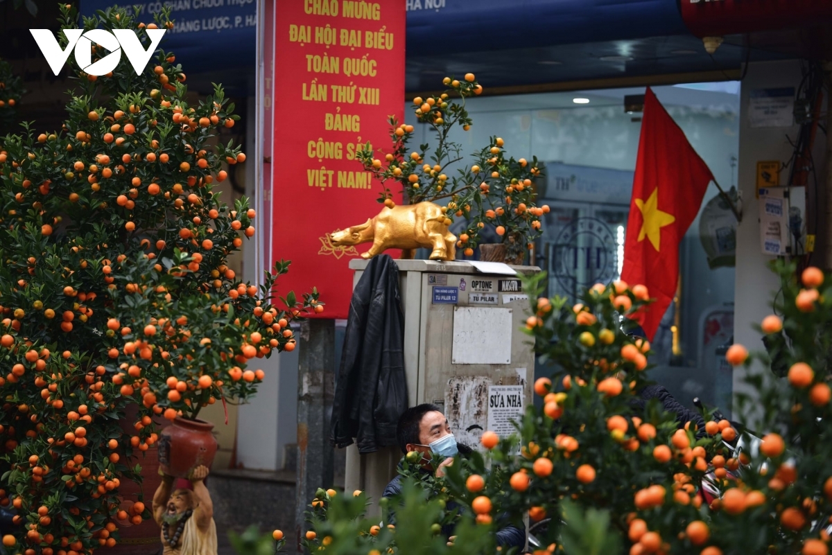 Kumquat trees can be seen on sale along Hang Luoc street, a traditional market in Hanoi.