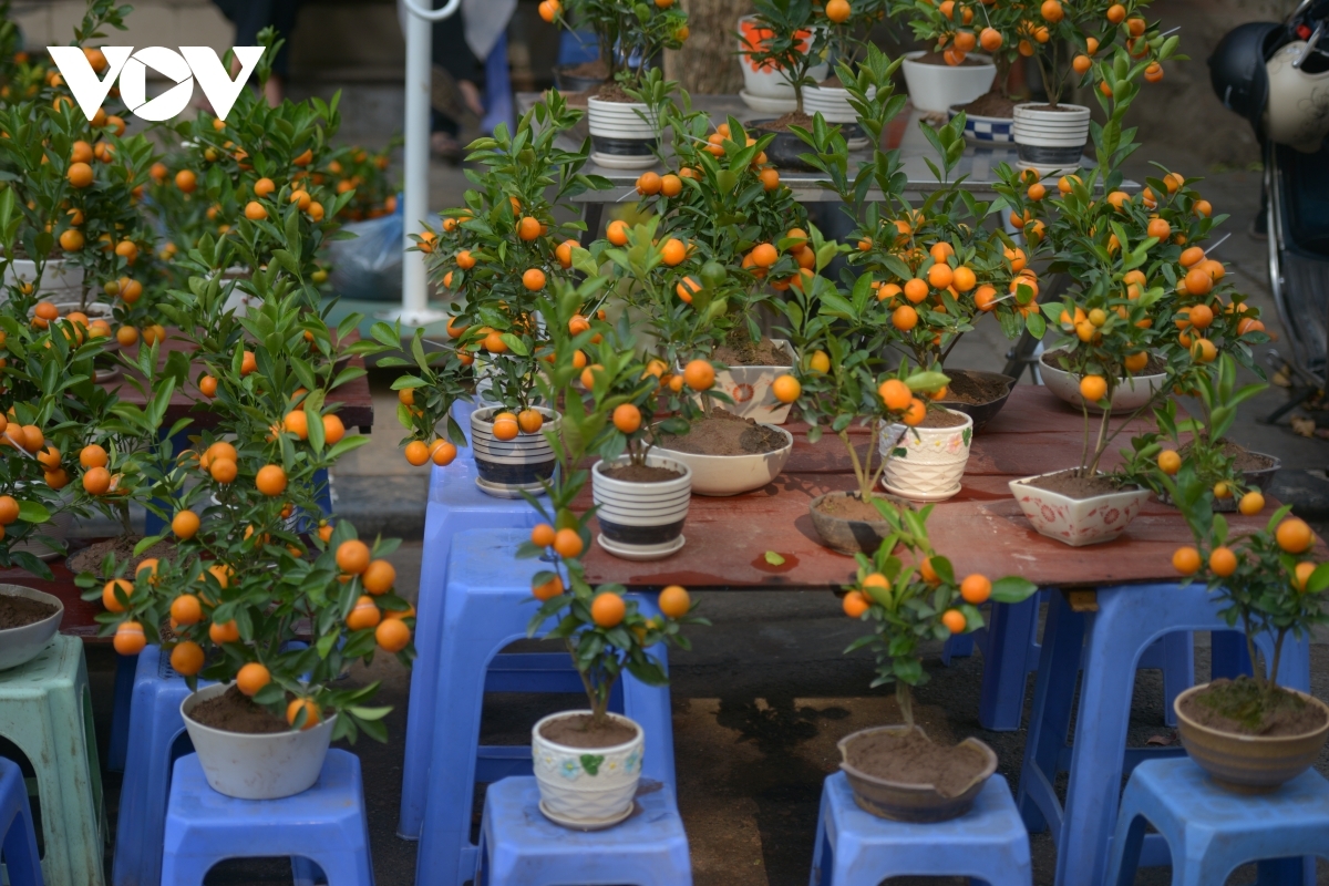 Alongside a peach branch, many people choose a small kumquat tree to decorate their house.