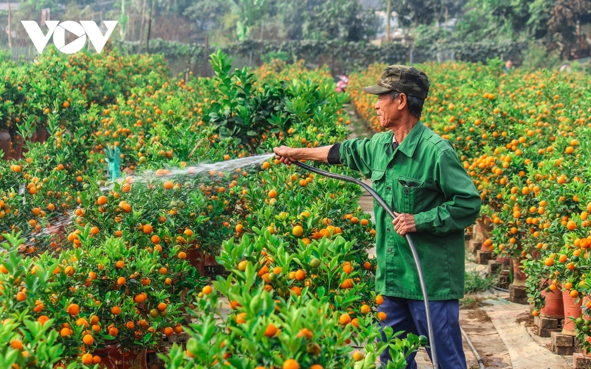 In the sixth month according to the lunar calendar kumquat trees begin to bear fruit, whilst the fruit ripens and eventually turns yellow from the 11th month.