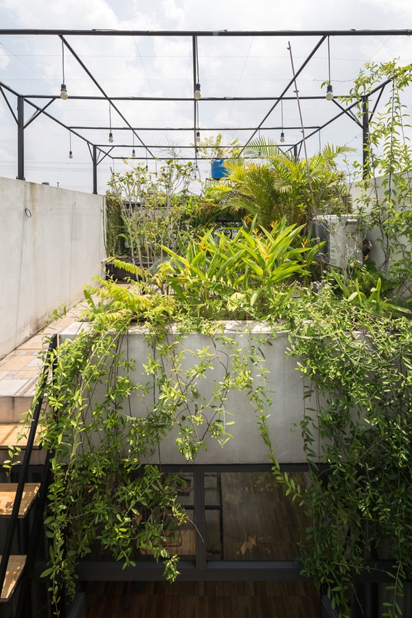 Bên cạnh cầu thang là một giếng trời xuyên suốt từ tầng 1 lên tới mái. Giếng trời đủ rộng và đủ ánh sáng để có thể trồng cây xanh.