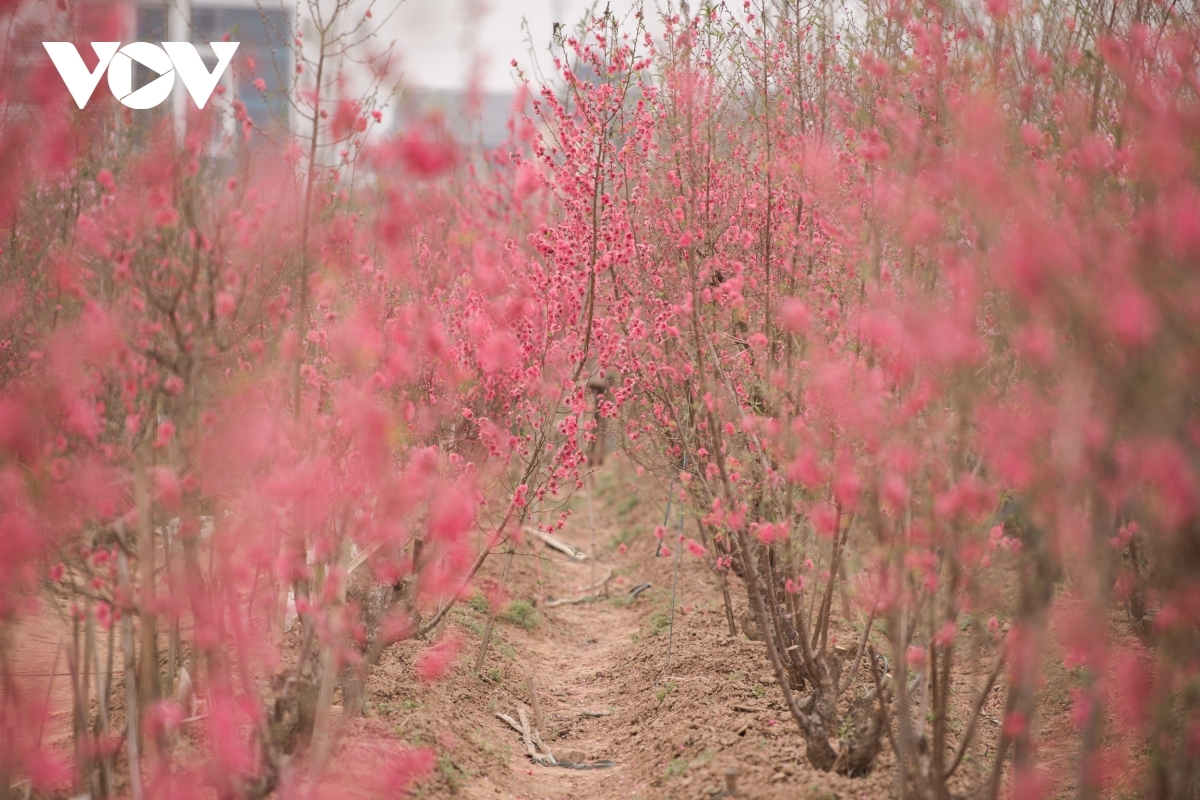 The village boasts an array of peach blossoms in full bloom, offering a spectacular view for visitors.