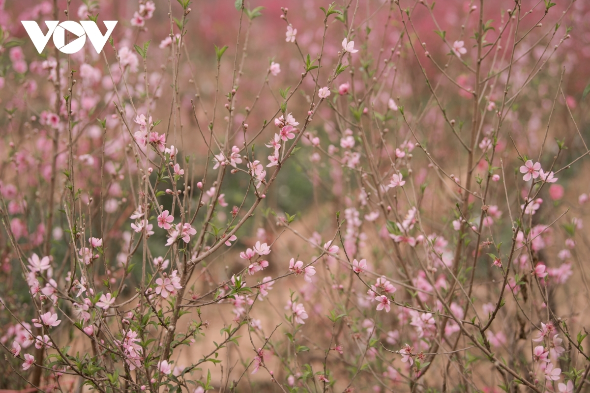 Upon witnessing peach flowers in bloom, local people know that the traditional Lunar New Year is just around the corner.